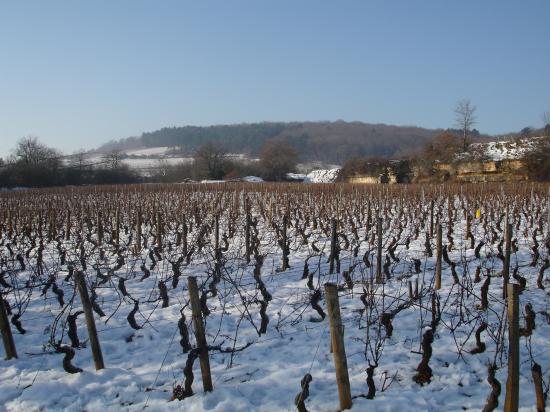 Ladoix rouge: les Briquottes