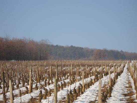 Ladoix rouge: les Briquottes