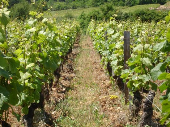 Bourgogne Rouge