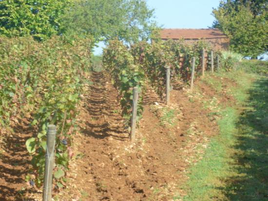 Bourgogne Hautes Côtes de Nuits