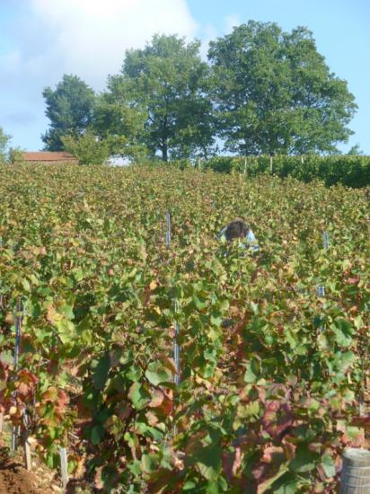 Bourgogne Hautes Côtes de Nuits