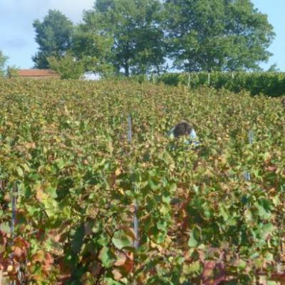 Bourgogne Hautes Côtes de Nuits