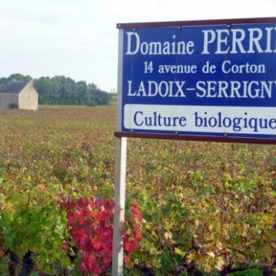 Nos vignes