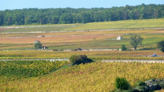 Le Coteau de Corton